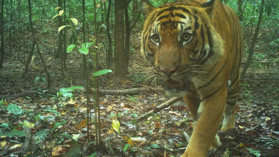 Tiger images captured by camera traps - WWF Malaysia showing wild tigers in their natural habitat